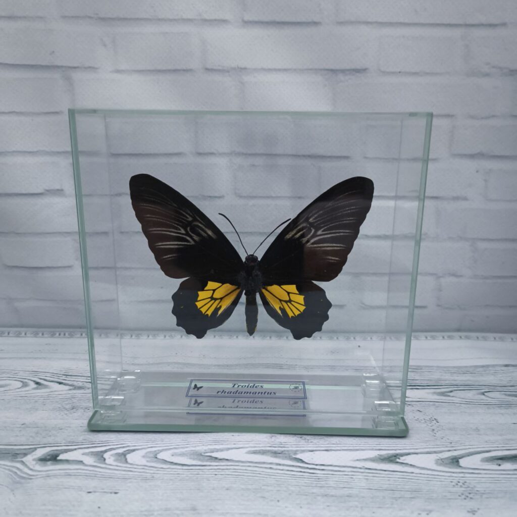 Метелик під склом Troides rhadamantus f 145х140