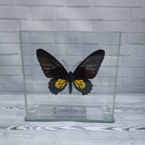Метелик під склом Troides rhadamantus f 145х140