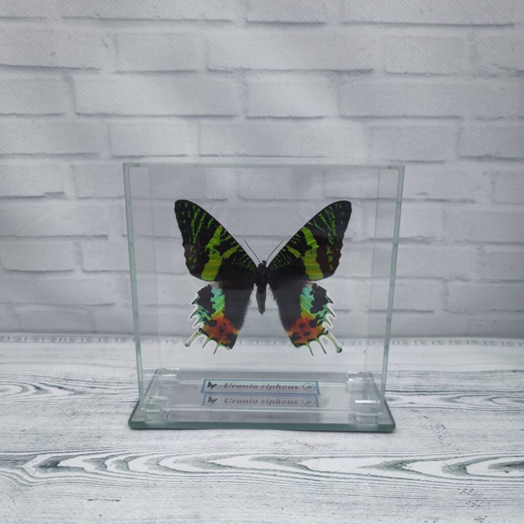 Метелик під склом Urania ripheus 120х120