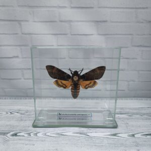 Метелик під склом Acherontia atropos 130х120