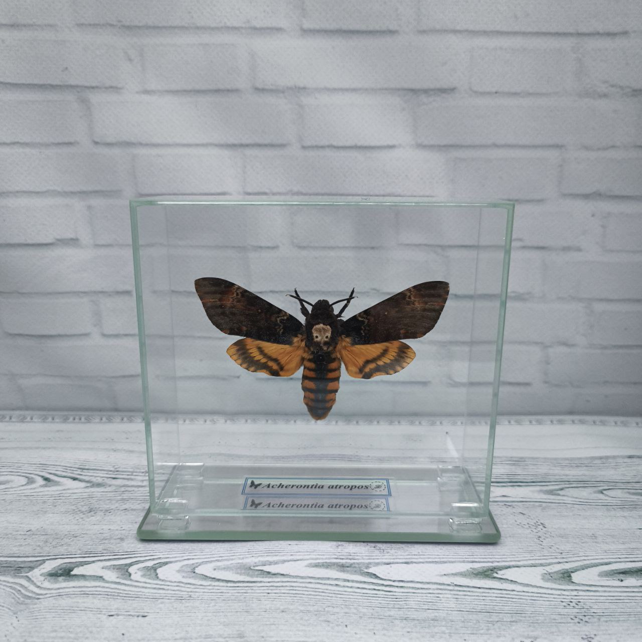 Метелик під склом Acherontia atropos 130х120