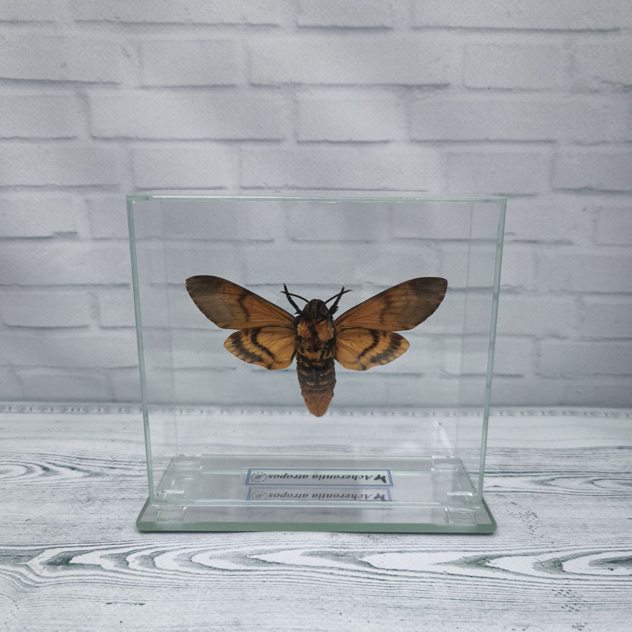 Метелик під склом Acherontia atropos 130х120 - Зображення 2