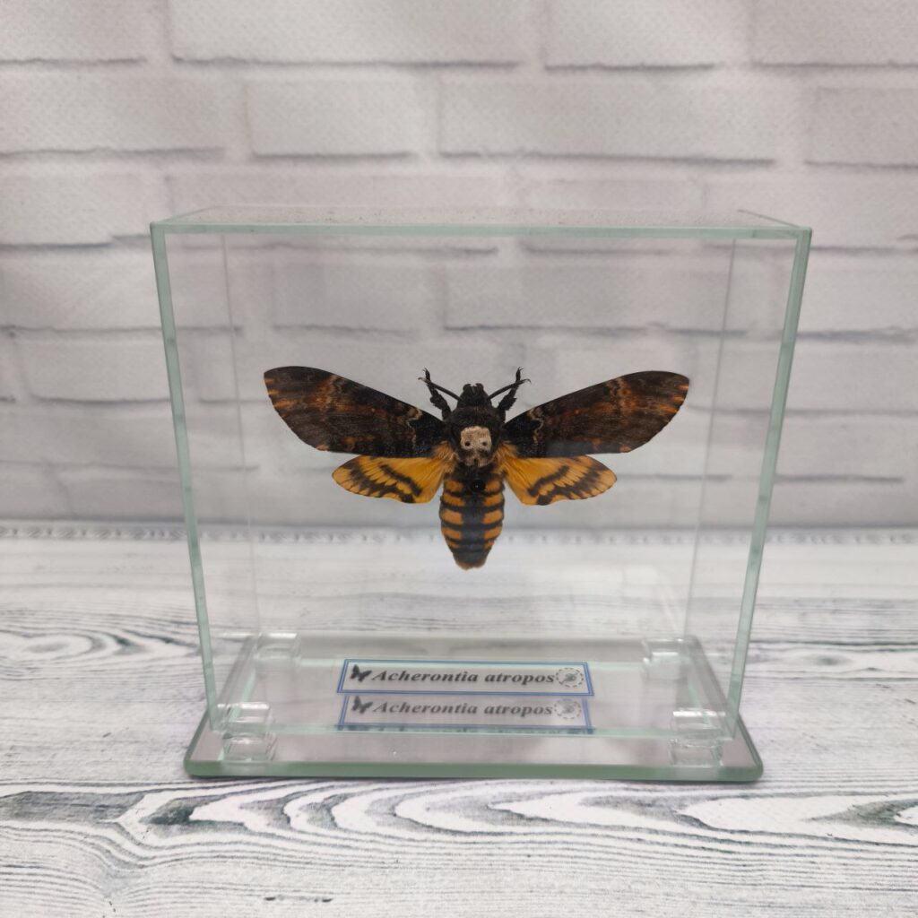 Метелик під склом  Acherontia atropos 115х110