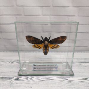 Метелик під склом Acherontia atropos 115х110