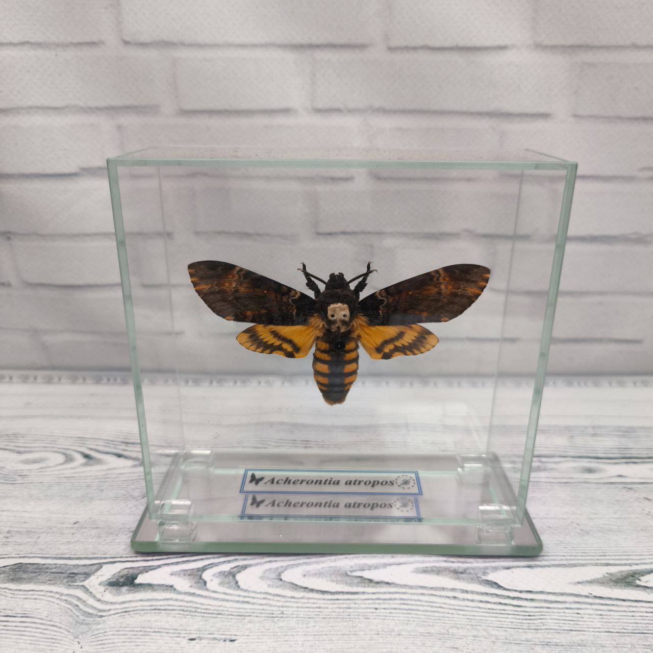 Метелик під склом Acherontia atropos 115х110