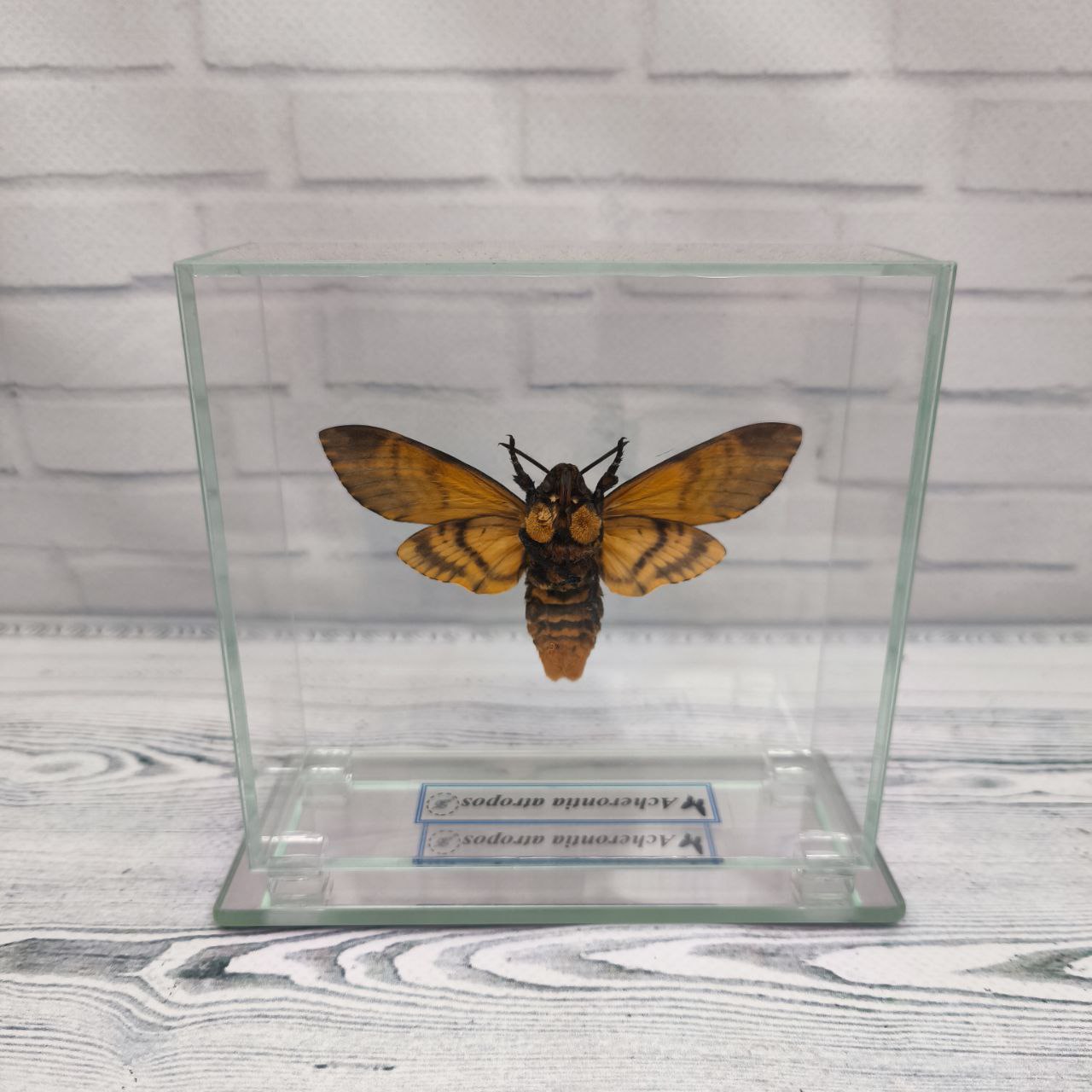 Метелик під склом Acherontia atropos 115х110 — изображение 2