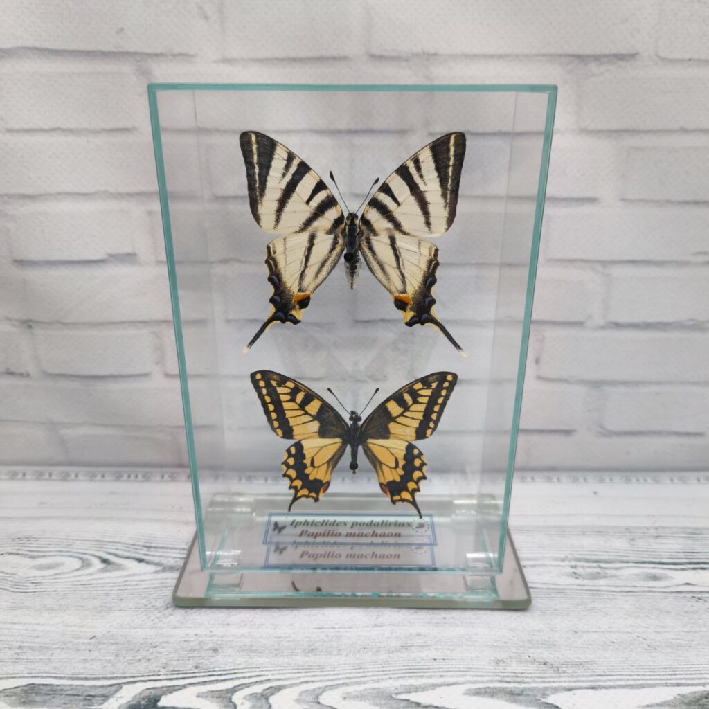 Метелики під склом Iphiclides podalirius/Papilio machaon 100х150
