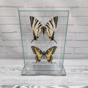 Метелики під склом Iphiclides podalirius/Papilio machaon 100х150