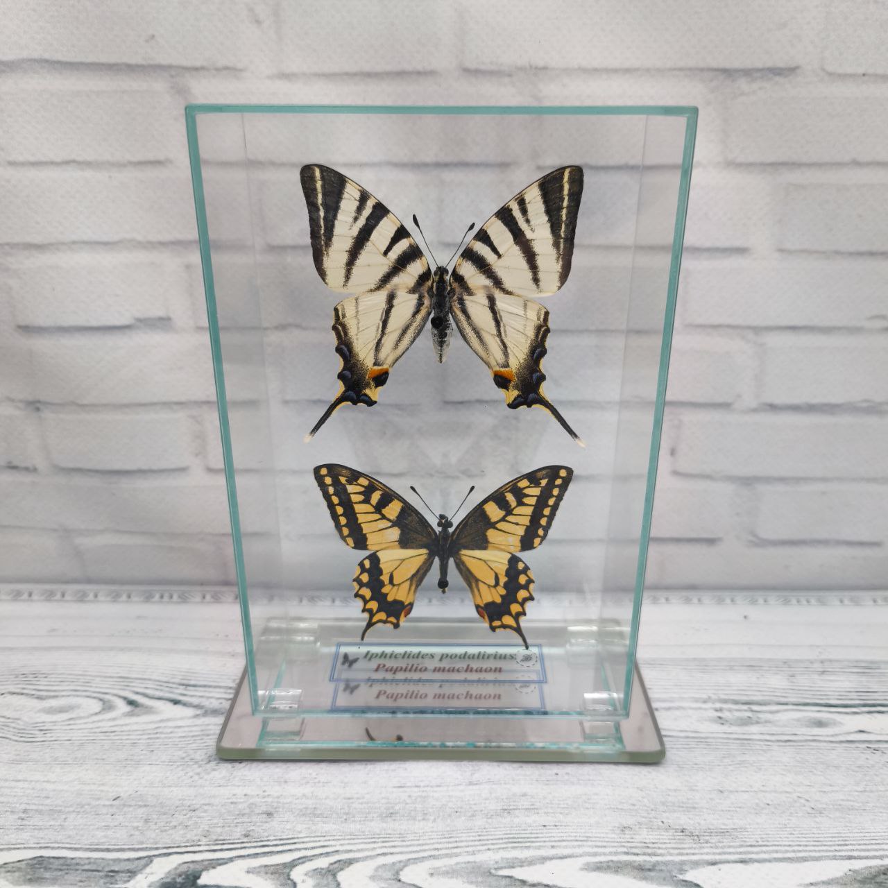 Метелики під склом Iphiclides podalirius/Papilio machaon 100х150