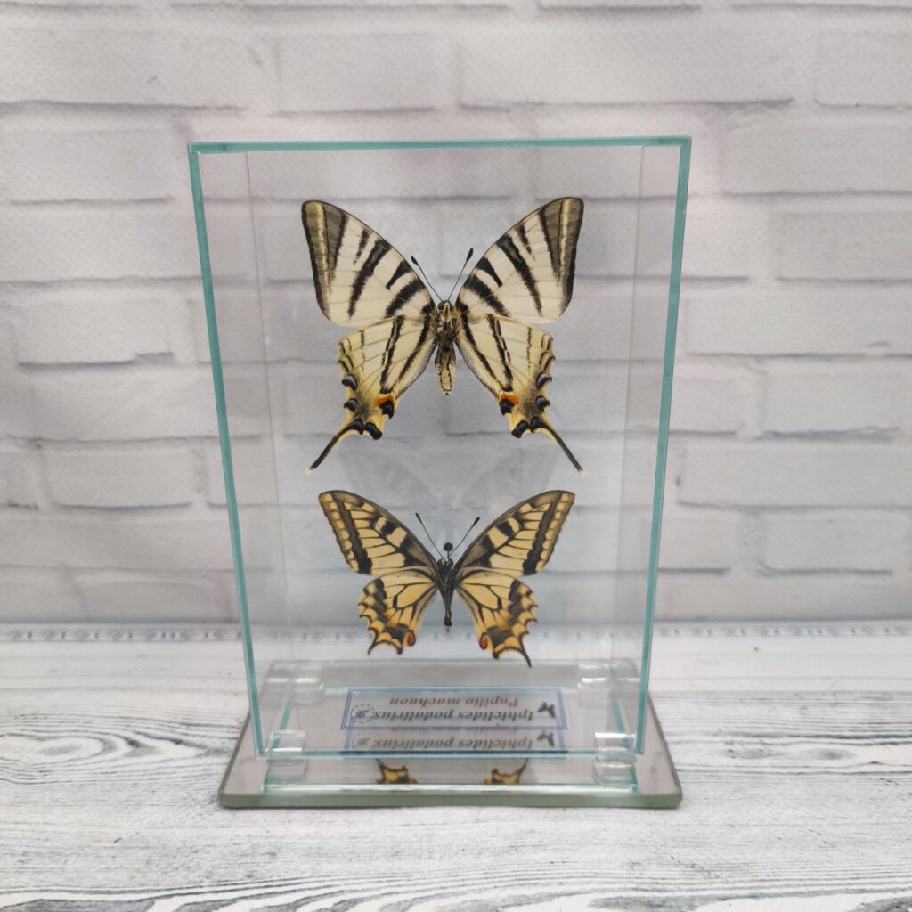 Метелики під склом Iphiclides podalirius/Papilio machaon 100х150