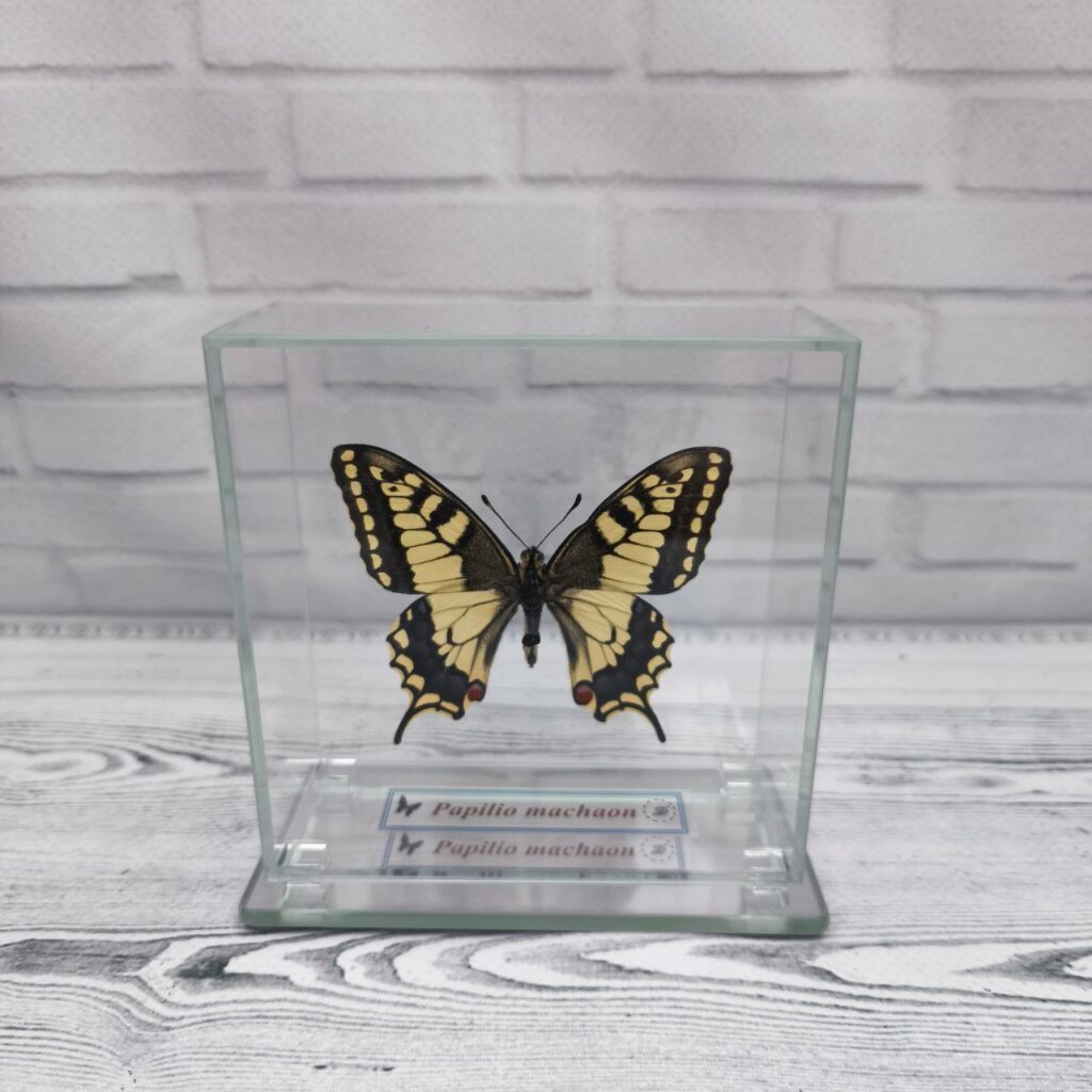 Метелик під склом Papilio machaon 100х100