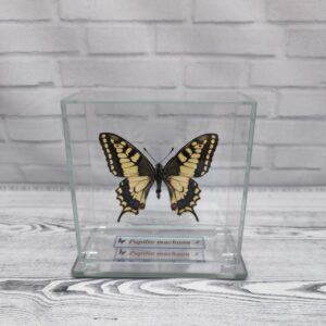 Метелик під склом Papilio machaon 100х100