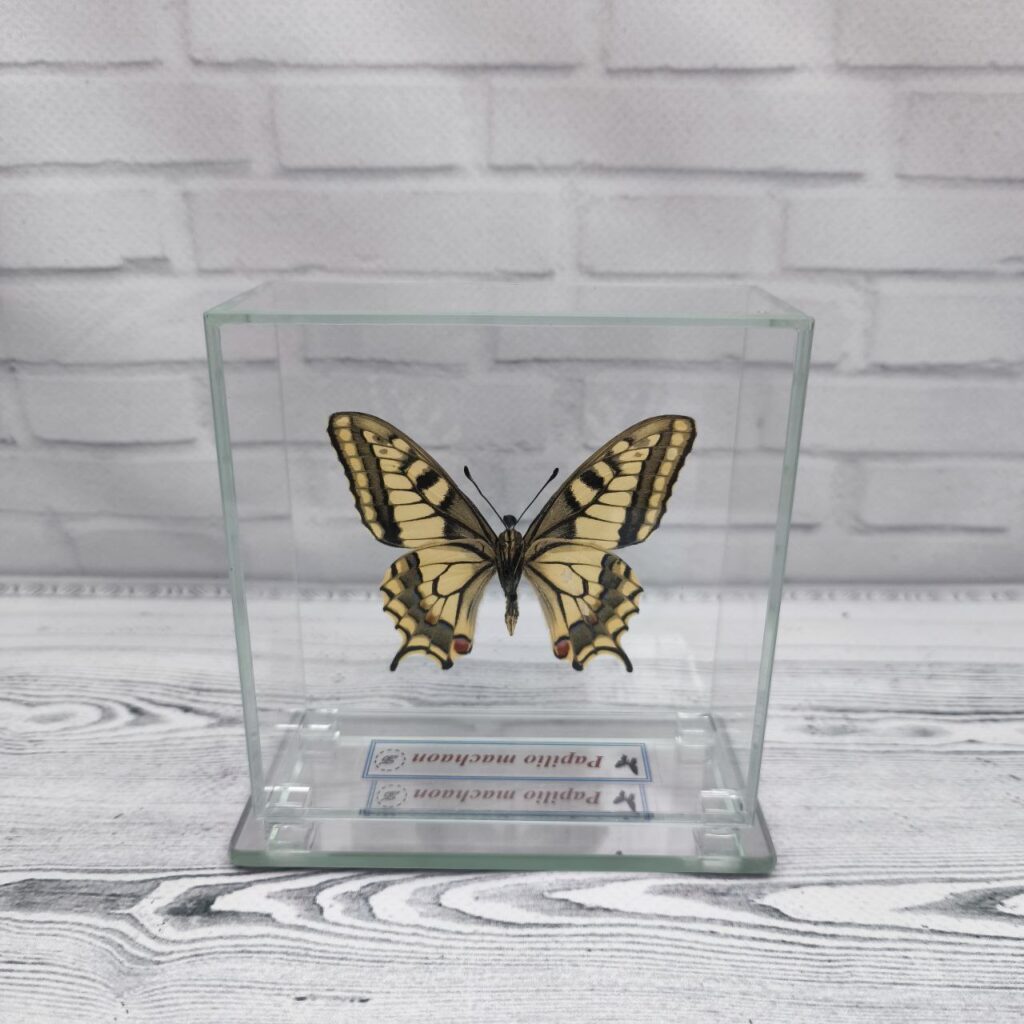 Метелик під склом Papilio machaon 100х100