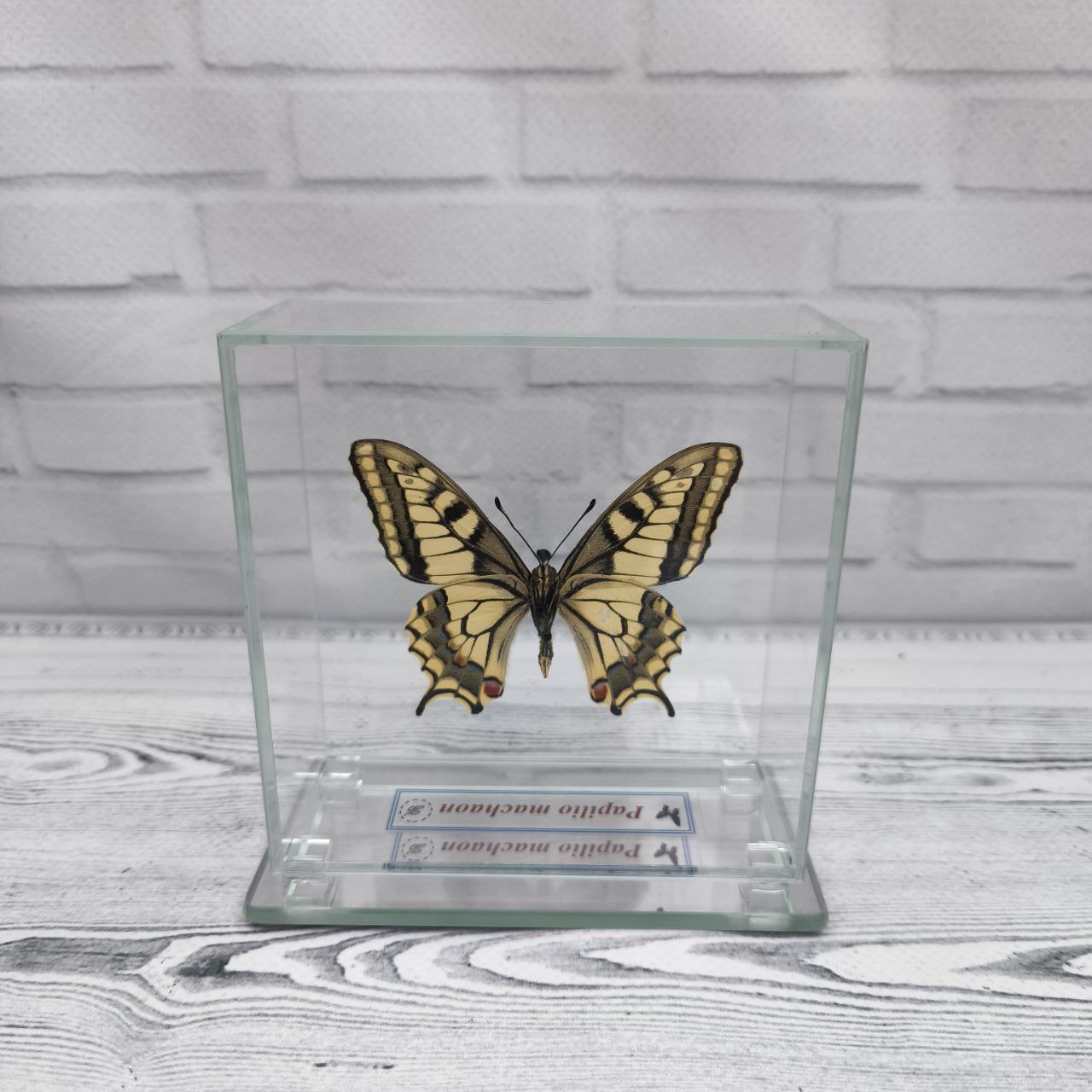 Метелик під склом Papilio machaon 100х100 - Зображення 2
