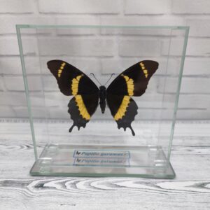 Метелик під склом Papilio garamas 130х130