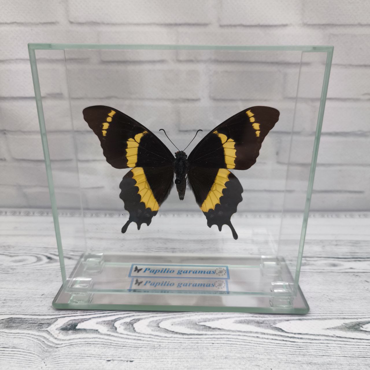 Метелик під склом Papilio garamas 130х130