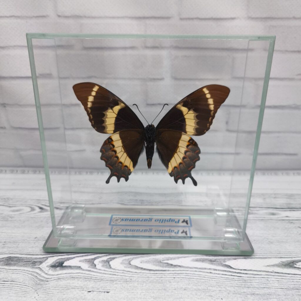 Метелик під склом Papilio garamas 130х130