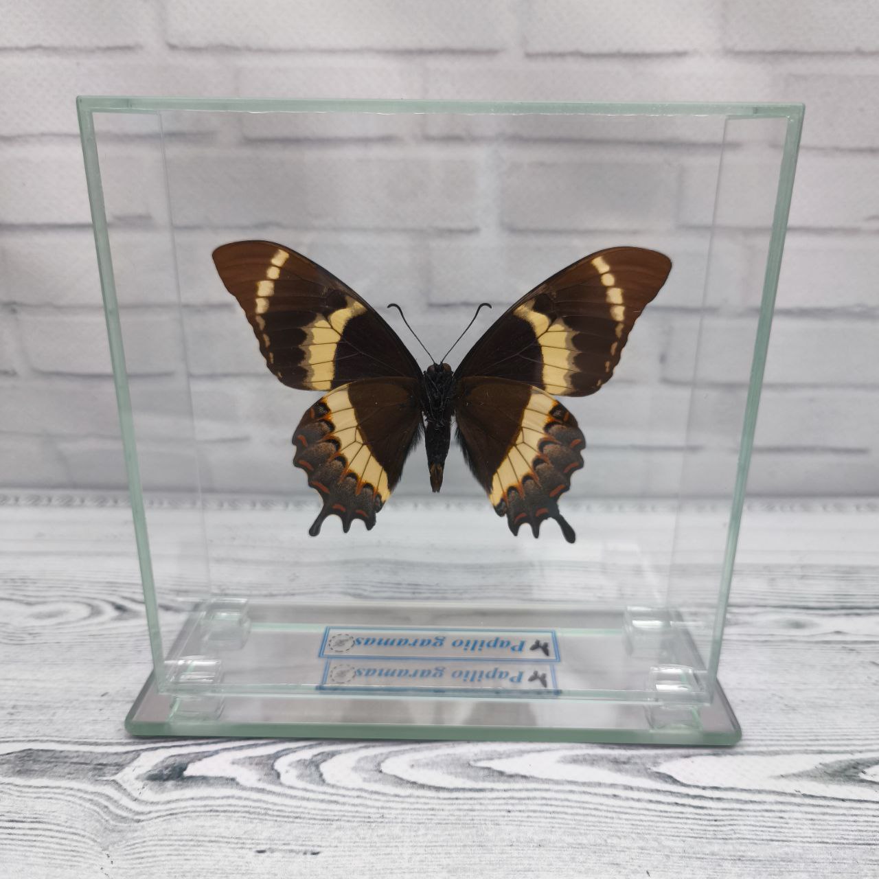 Метелик під склом Papilio garamas 130х130 — изображение 2