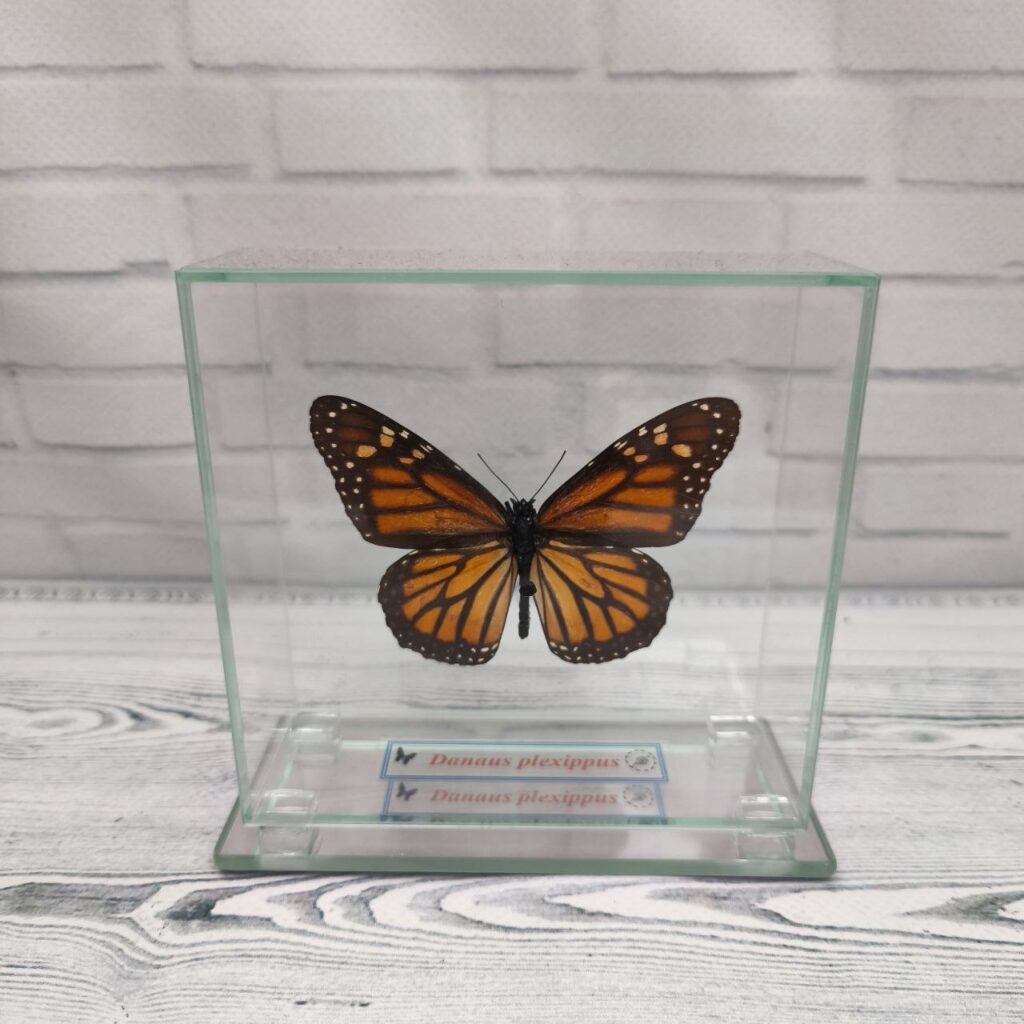Метелик під склом Danaus plexippus 110х105