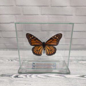 Метелик під склом Danaus plexippus 110х105