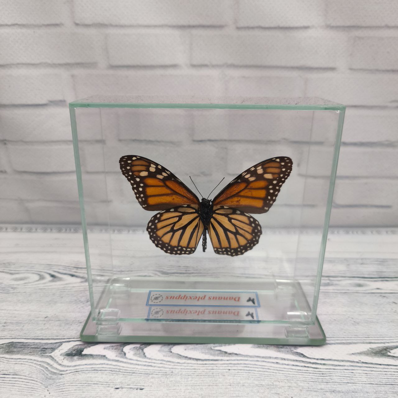 Метелик під склом Danaus plexippus 110х105 — изображение 2