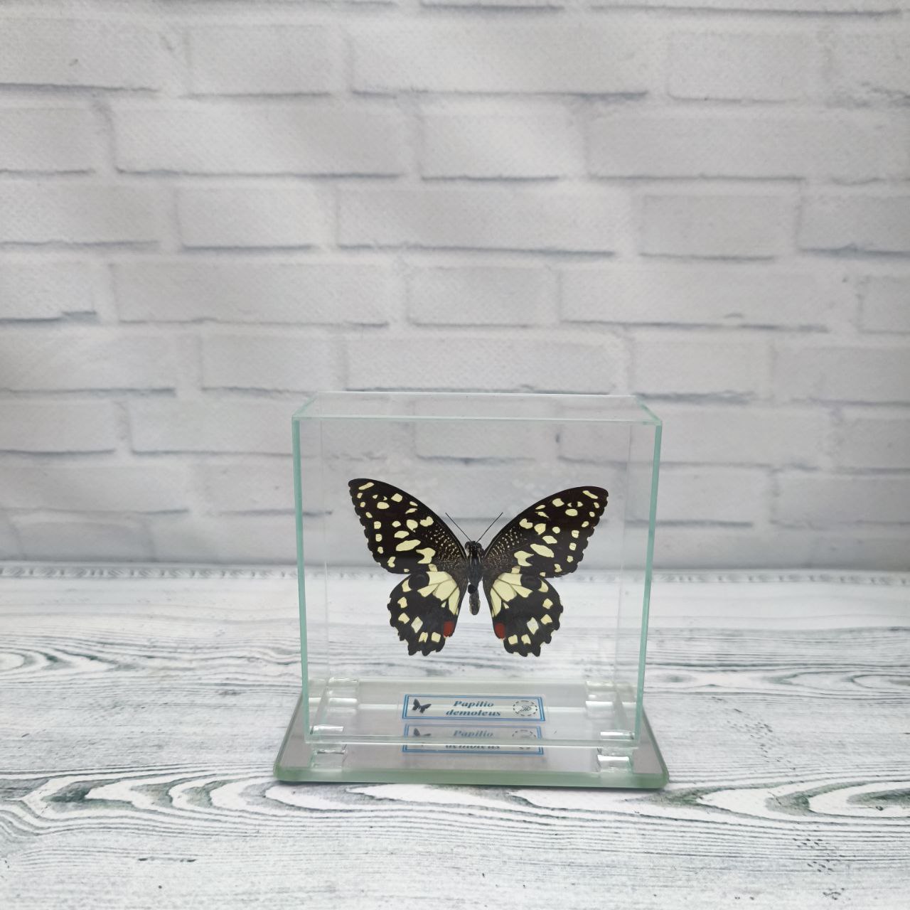 Метелик під склом Papilio demoleus 85х85