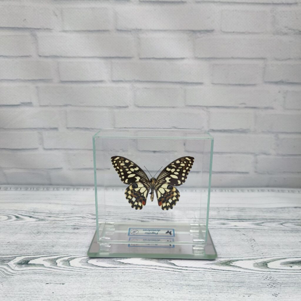 Метелик під склом Papilio demoleus 85х85