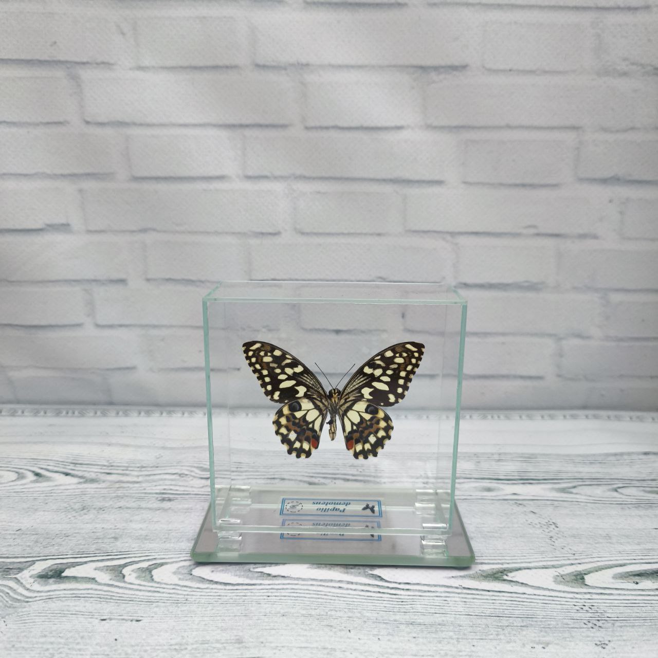 Метелик під склом Papilio demoleus 85х85 - Зображення 2
