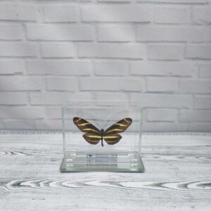 Метелик під склом Heliconius charitonia 90х70