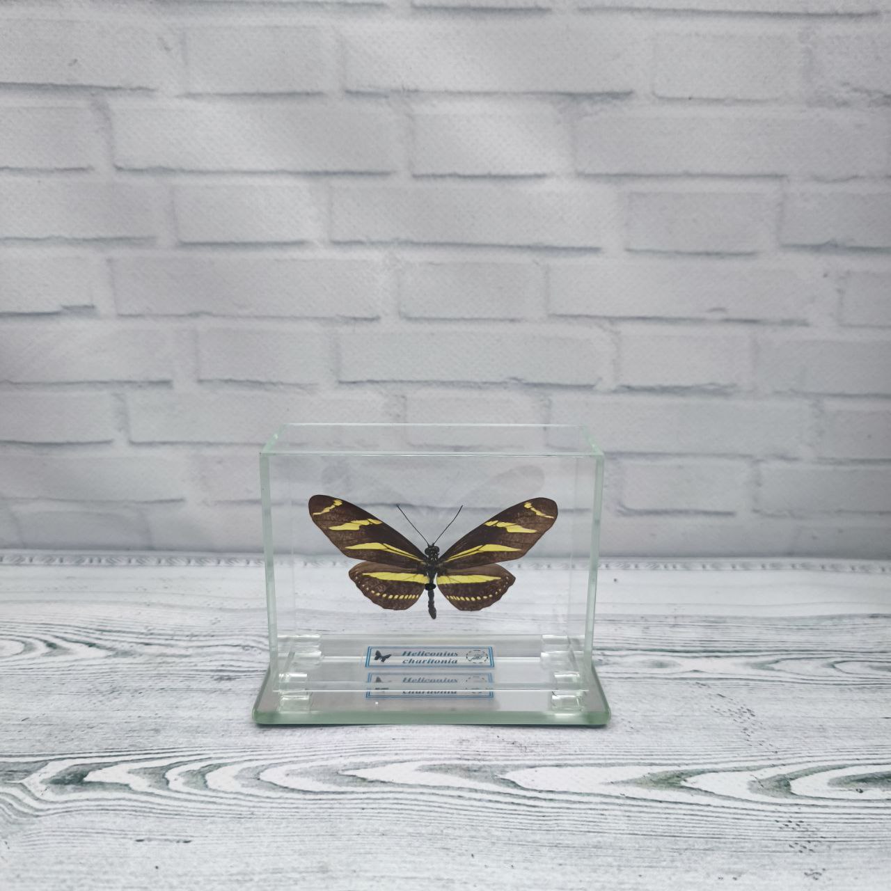 Метелик під склом Heliconius charitonia 90х70