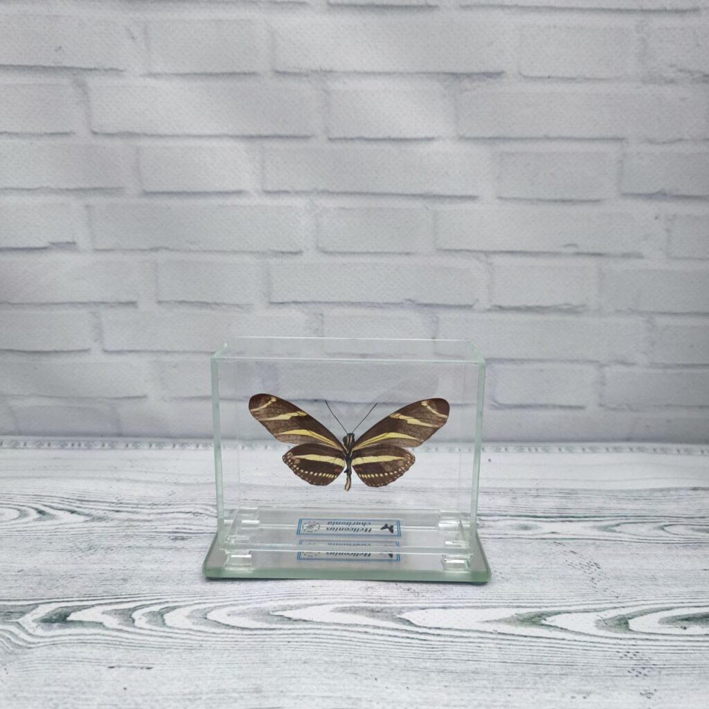 Метелик під склом Heliconius charitonia 90х70