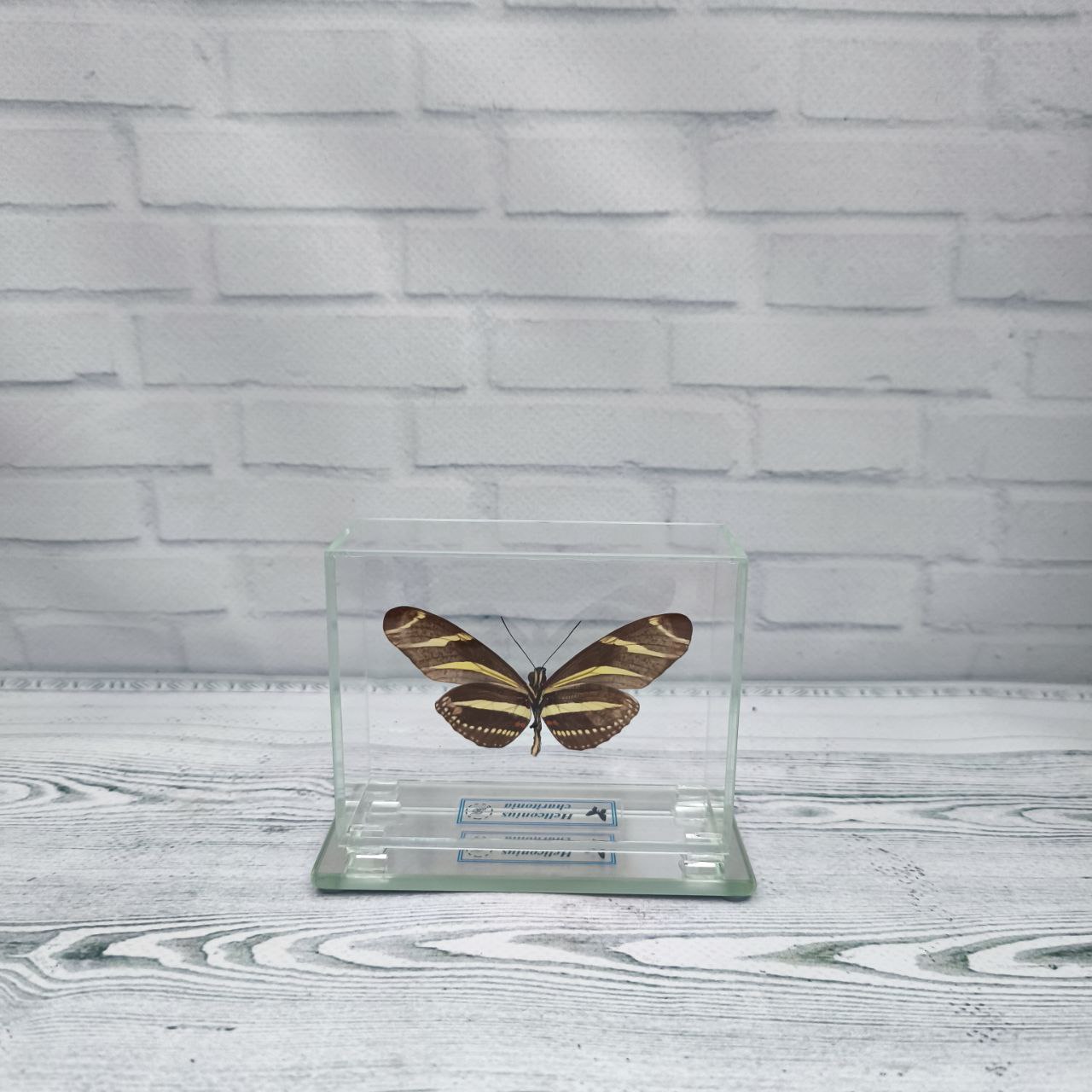 Метелик під склом Heliconius charitonia 90х70 - Зображення 2