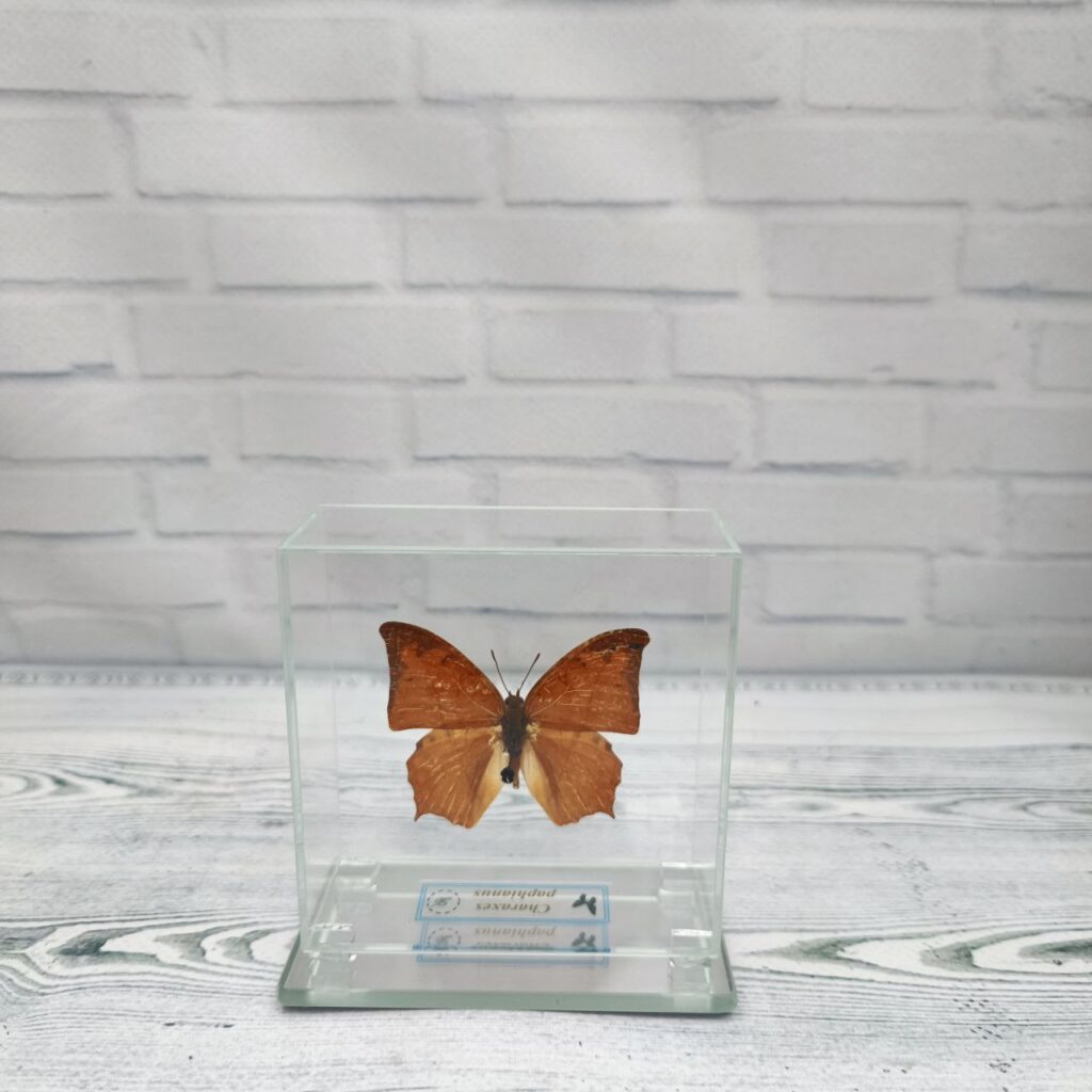 Метелик під склом Charaxes paphianus 80х80