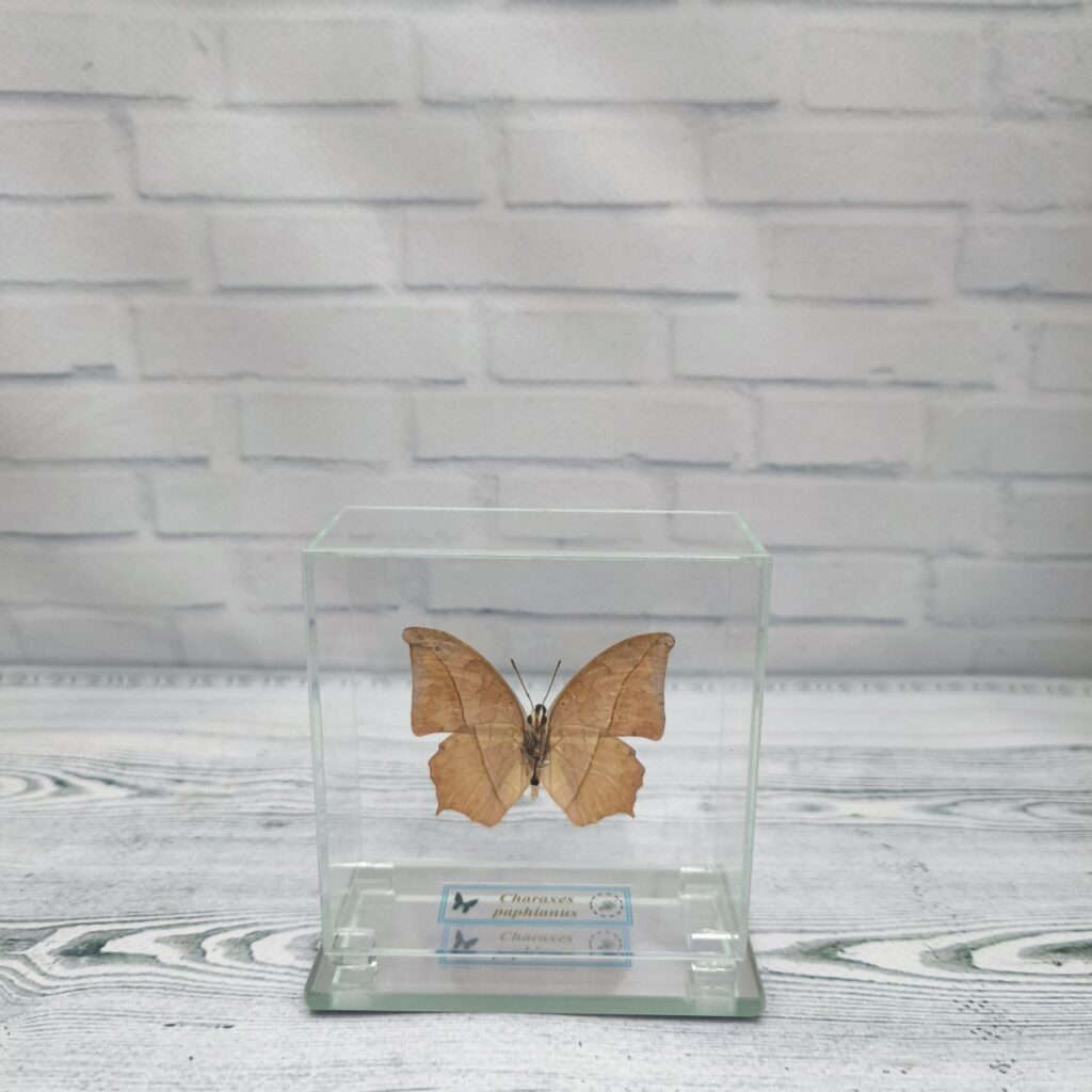 Метелик під склом Charaxes paphianus 80х80