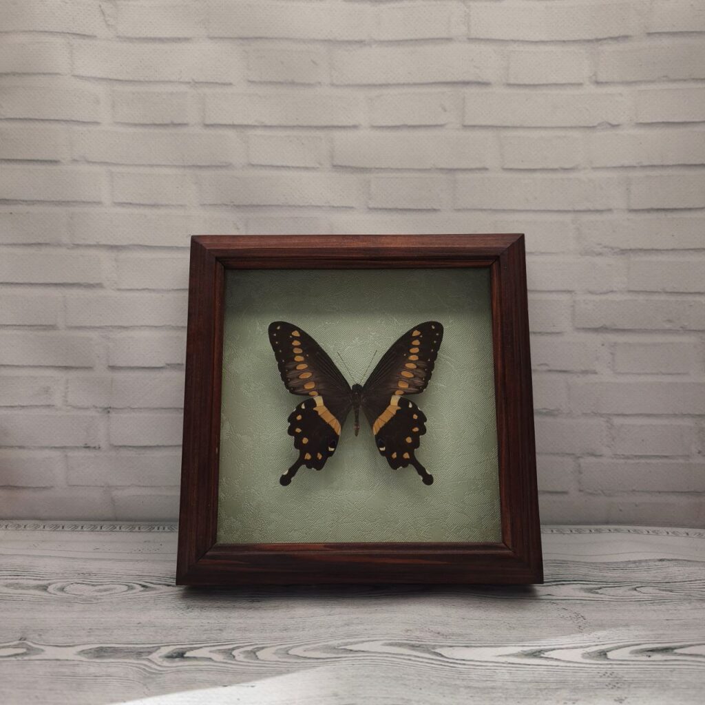 Метелик в рамці Papilio lormieri