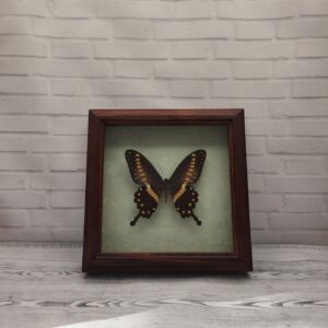 Метелик в рамці Papilio lormieri