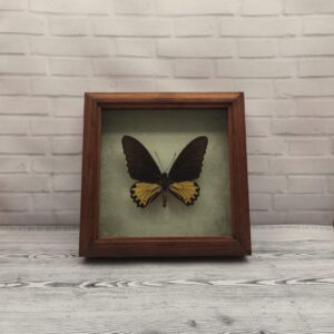 Метелик в рамці Troides helena m