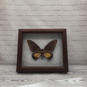Метелик в рамці Troides helena f