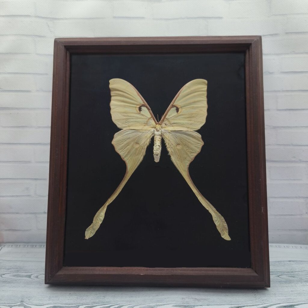 Метелик в рамці Actias maenas f