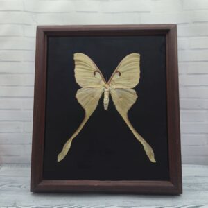 Метелик в рамці Actias maenas f