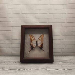 Метелик в рамці Eurytides servillei