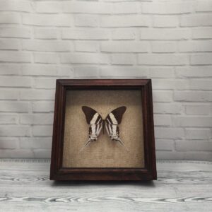 Метелик в рамці Graphium dorcus
