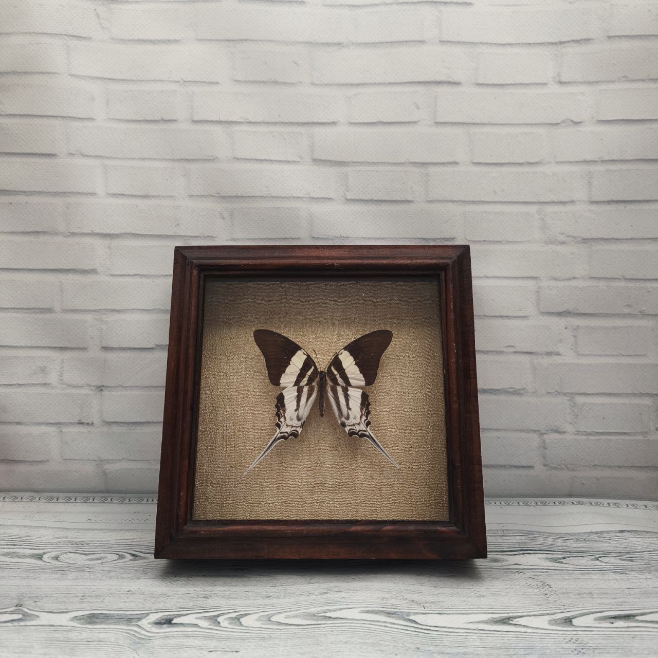 Метелик в рамці Graphium dorcus