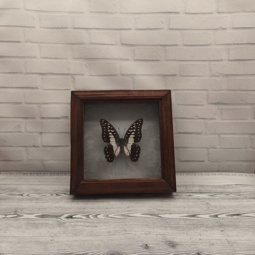 Метелик в рамці Graphium meyeri