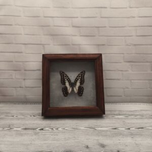 Метелик в рамці Graphium meyeri