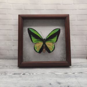 Метелик в рамці Ornithoptera goliath samson m