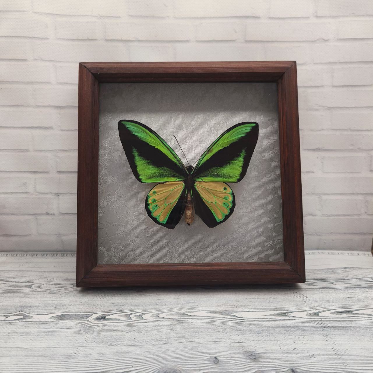 Метелик в рамці Ornithoptera goliath samson m