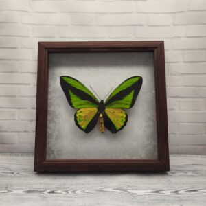 Метелик в рамці Ornithoptera goliath samson m
