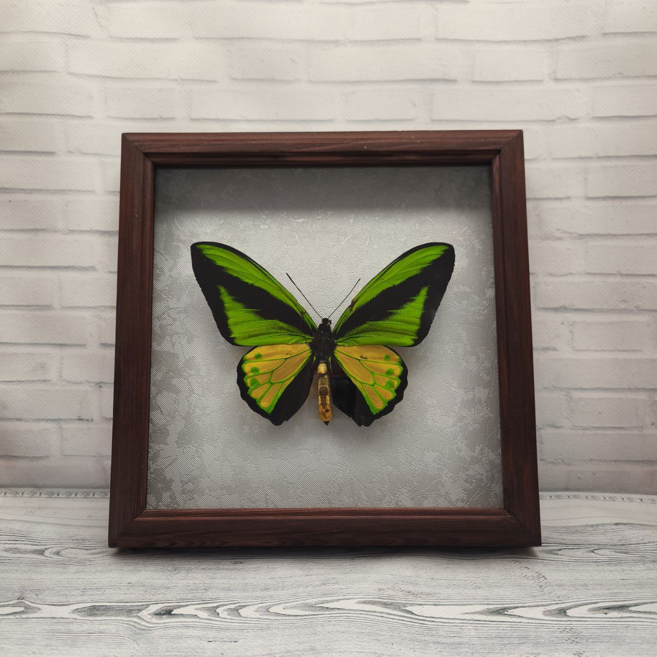 Метелик в рамці Ornithoptera goliath samson m