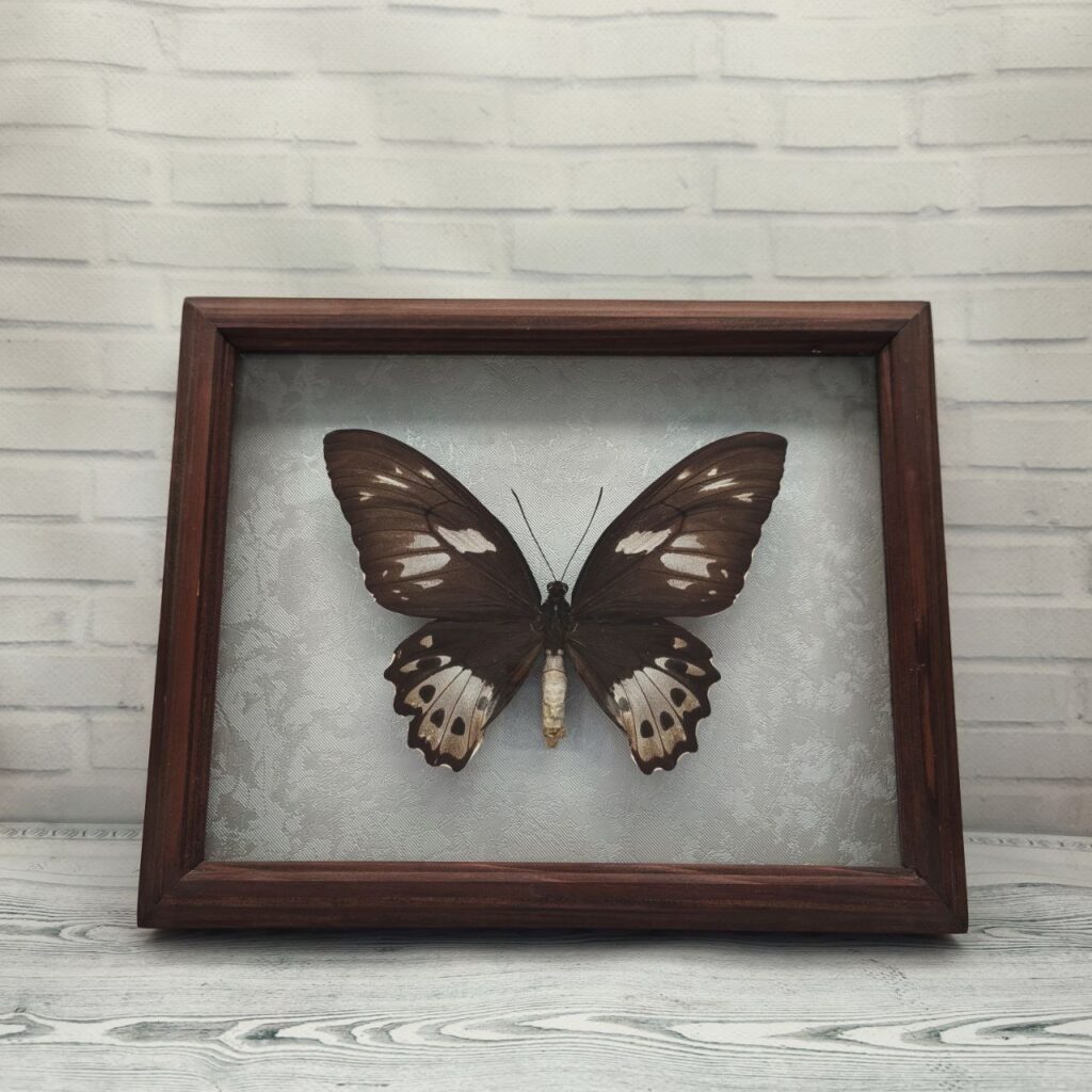 Метелик в рамці Ornithoptera priamus f
